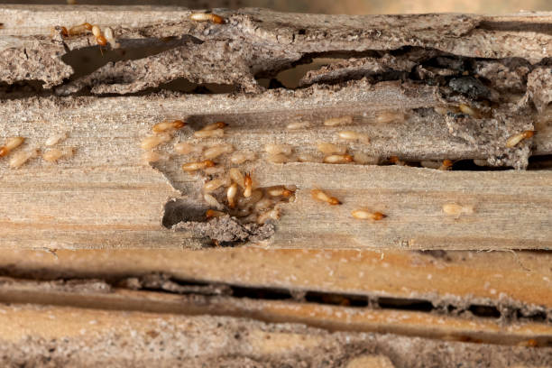 Trusted Lowry Crossing, TX Pest Control Experts